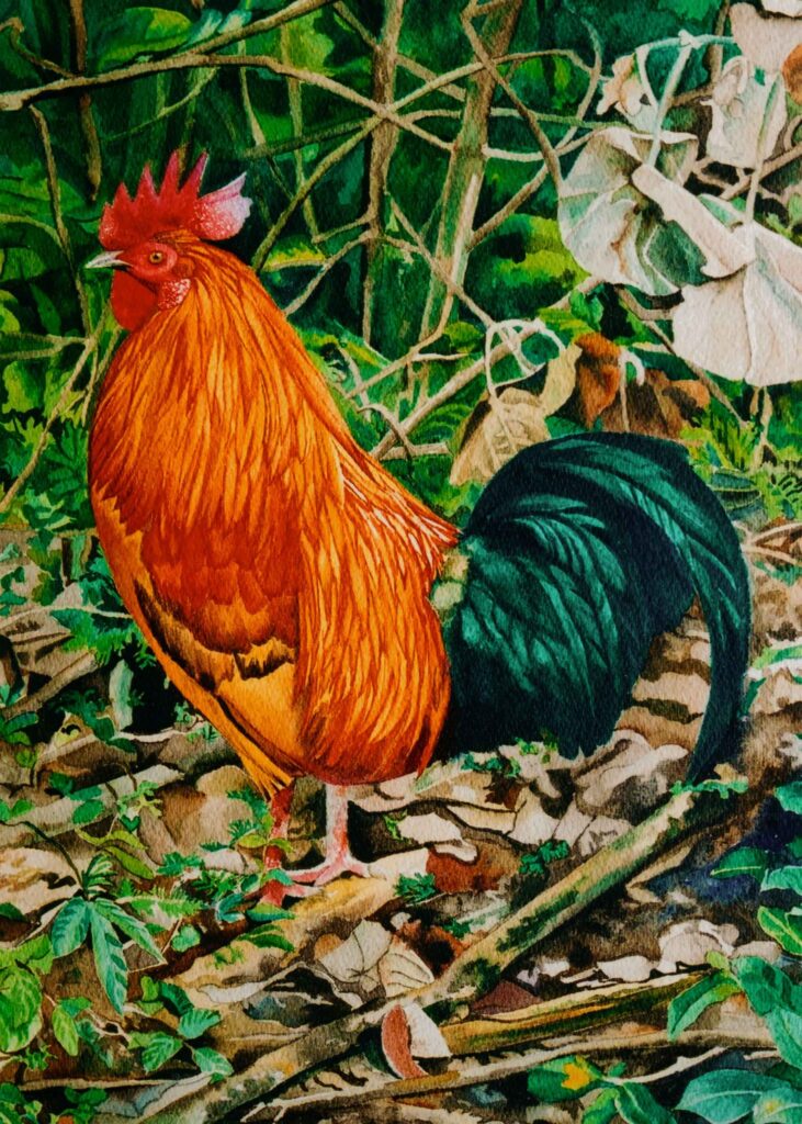 “Rooster” from the Hawaiian Island of Kauai Watercolor