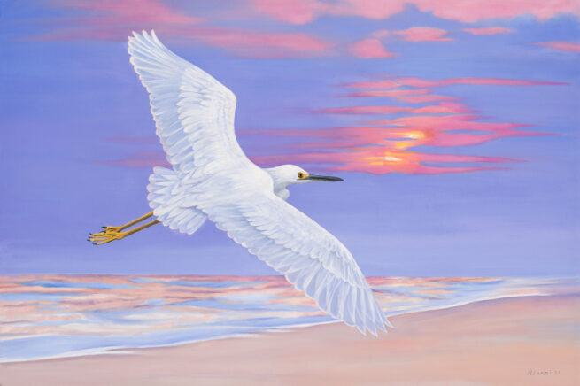 Snowy Egret in Evening Twilight Description: Celebrating the grace of local egrets at Natural Bridges State Park and Mitchell's Cove.