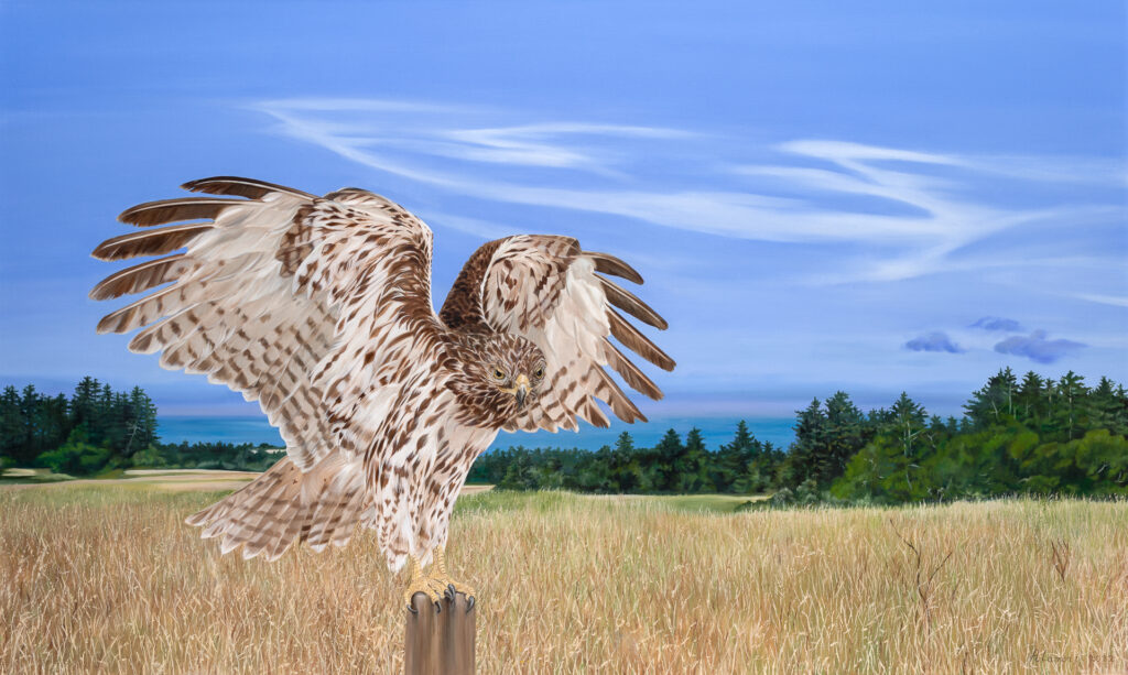 The Hunt: Juvenile Red Tailed-hawk at Wilder Ranch, Santa Cruz, CA. Oil on canvas, 3' H x 5' W